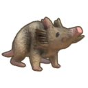 Wild Boaricoot