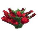 Bottle Brush Bush