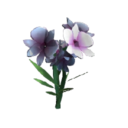 Butterfly Orchid