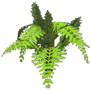 Fern