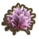 Bird Nest Coral