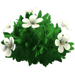 White Hibiscus