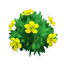 Yellow Hibiscus