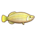 Bonytongue