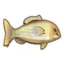 Carp