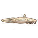 Eel Tailed Catfish
