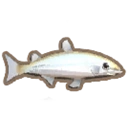Grayling