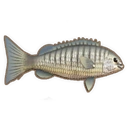 Luderick