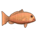 Mangrove Jack