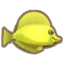 Yellow Tang