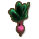 Beetroot