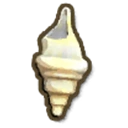 Buccinidae Shell
