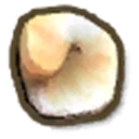 Tonnidae Shell