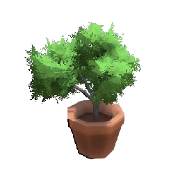 Jacaranda Sapling