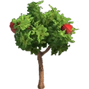 Apple Tree