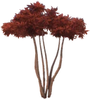 Mallee Gum Tree