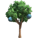 Quandong Tree